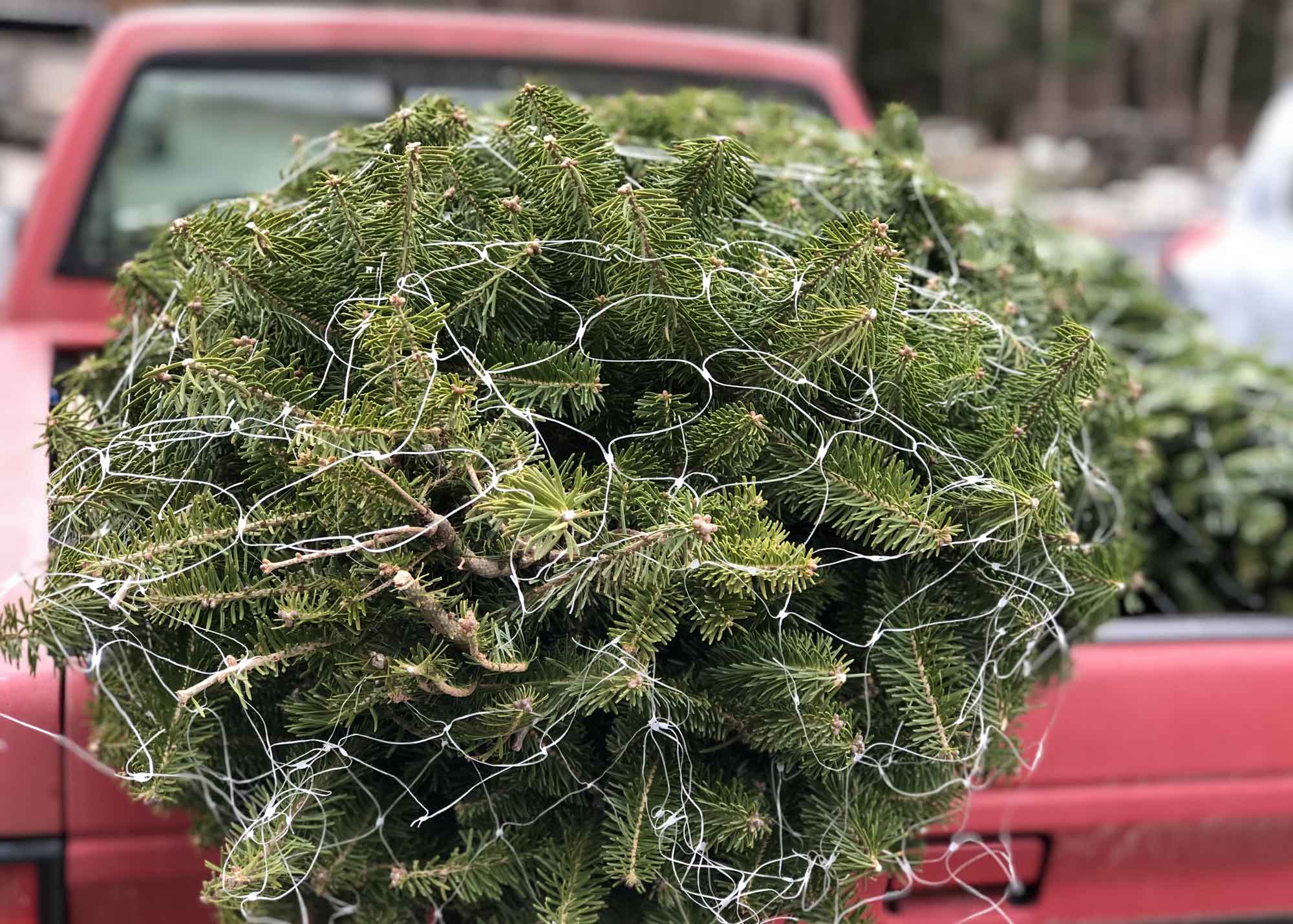 Christmas trees